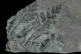 Fossil Fern (Sphenopteris & Lygenopteris) Plate - Alabama #111198-2